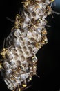 Close shot of paper wasp bees and nest on the rusted barbwired.