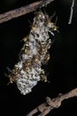 Close shot of paper wasp bees and nest on the rusted barbwired.
