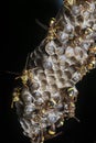 Close shot of paper wasp bees and nest on the rusted barbwired.