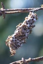 Close shot of paper wasp bees and nest on the rusted barbwired.