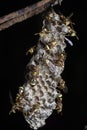 Close shot of paper wasp bees and nest on the rusted barbwired.