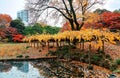 Scene of colorful trees by a pond & fallen leaves covering the ground in Koishikawa Korakuen