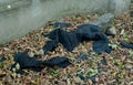 The scene of the crime, the victim`s jacket is still in the woods Royalty Free Stock Photo