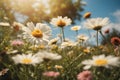 A scene of daisy blooming in a garden under blue sky Royalty Free Stock Photo