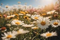 A scene of daisy blooming in a garden under blue sky Royalty Free Stock Photo