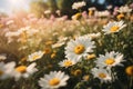 A scene of daisy blooming in a garden under blue sky Royalty Free Stock Photo