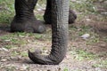 Close up of detail of elephant trunk
