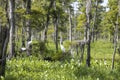 Scene from deep in a Louisiana Swamp.