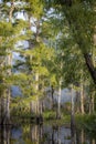 Scene from deep in a Louisiana Swamp.