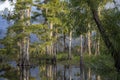 Scene from deep in a Louisiana Swamp.