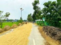 A road with rice on it and a green field in the background