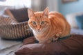 Green eyed tabby cat sitting on a pillow, looks at the camera Royalty Free Stock Photo