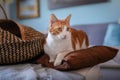 White and brown cat on a pillow, look to the left Royalty Free Stock Photo