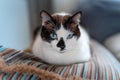 Black and white blue-eyed cat lies on a pillow and looks at the camera Royalty Free Stock Photo