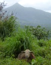 Scene of Dominica, West Indies Royalty Free Stock Photo