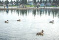 Scene of ducks rest in the lake in the park.