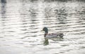 Scene of ducks rest in the lake in the park.