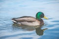 Scene of ducks rest in the lake in the park.