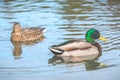 Scene of ducks rest in the lake in the park.