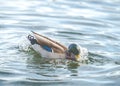 Scene of ducks rest in the lake in the park.