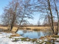 Scene of early spring on a sunny day, in a forest by the river, which was freed from ice. Royalty Free Stock Photo