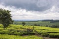 Tea bushes growing in Nandi Hills, highlands of West Kenya.