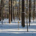 Scene features tall, straight trees with thin trunks and snow-covere Royalty Free Stock Photo