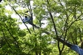 Scene of felling the branches of a large tree using a crane for high-altitude work. Royalty Free Stock Photo