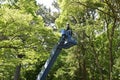 Scene of felling the branches of a large tree using a crane for high-altitude work. Royalty Free Stock Photo