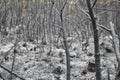 Burnt bushes, small trees, grasses and undergrowth after a heath fire