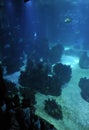 Fishes colony in blue background water aquarium interior in Lisbon Oceanarium