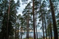 Scene in the forest near the lake. Forest path. Solitude, tranquility