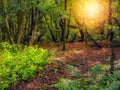 Scene in a forest park with different trees and brown color ground and glowing illuminated leaf. Stunning Barna woods, Galway city Royalty Free Stock Photo