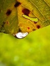 a scene in the form of water droplets on the tip of a leaf Royalty Free Stock Photo