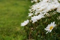 Scene in a garden with white flower bed with daisy flowers Royalty Free Stock Photo