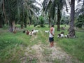 Scene of the goatherd watching his group of goats grassing