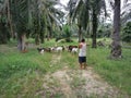 Scene of the goatherd watching his group of goats grassing