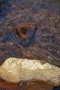 Scene of green pattern frog resting on large boulder among clear fresh water stream flow and natural river hard rock with lichen Royalty Free Stock Photo