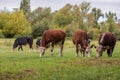 Group of cattle (Bos taurus) grazing in the field with green grass and trees in the daytime