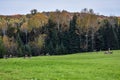 Scene of a herd of whitetail deer on a field near the edge of a forest Royalty Free Stock Photo