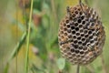 Scene of honey bees emerging from a honeycomb hive suspended from a tree