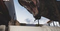 Huge dinosaur`s mouth opens full of slime.