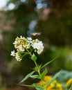 Hummingbird hawk-moth in motion at white flower. Bokeh Royalty Free Stock Photo