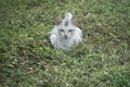 Scene of cat resting by the roadside. Royalty Free Stock Photo