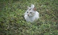 Scene of cat resting by the roadside. Royalty Free Stock Photo