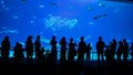 The scene inside a aquarium, some people in front of a big fish tank watching Royalty Free Stock Photo