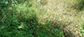 A scene in a jungle with a butterfly in the Sri Lankan countryside.