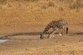 Drinking Masai giraffe, Giraffa camelopardalis tippelskirchi, at watering hole. Royalty Free Stock Photo