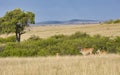 Eland antelopes, Taurotragus oryx, in the landscape of the Maasai Mara National Reserve in Kenya. Royalty Free Stock Photo