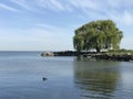A Scene on Lake Erie: The most famous tree in Cleveland Edgewater Park in Cleveland, Ohio
